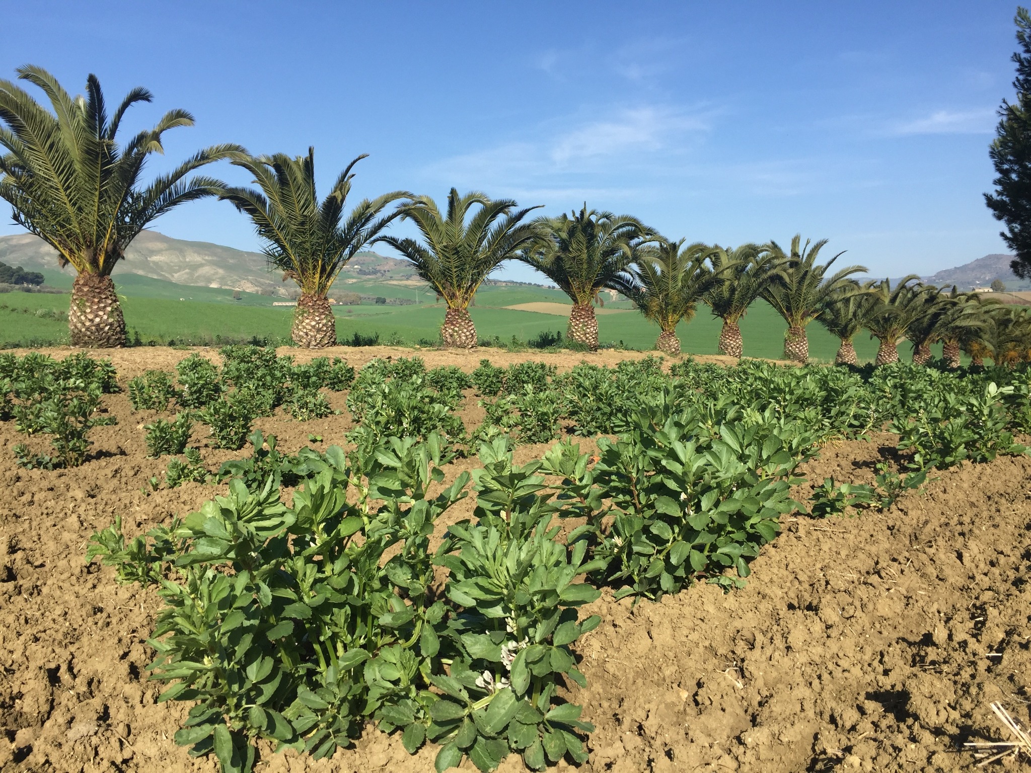 Il territorio agricolo di Leonforte